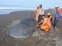 Potret Hiu Tutul Terdampar dan Mati di Pantai Jember