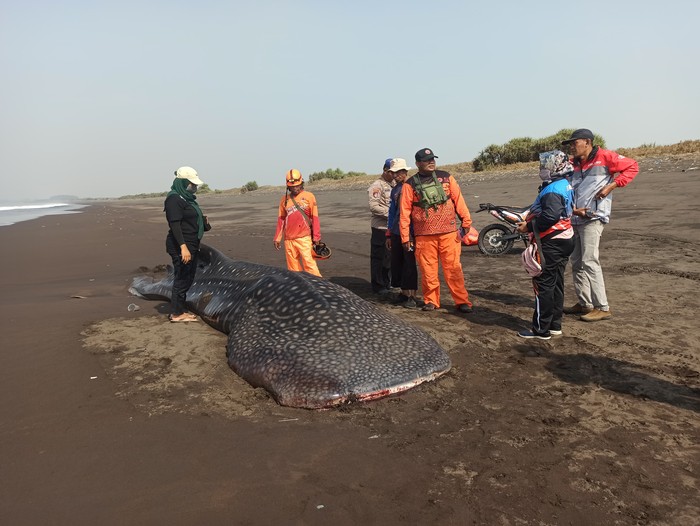 Hiu tutul terdampar di Pantai Puger Jember