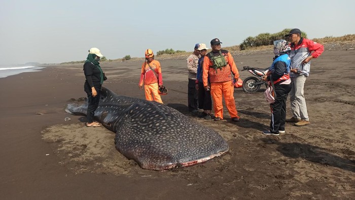 Hiu tutul terdampar di Pantai Puger Jember