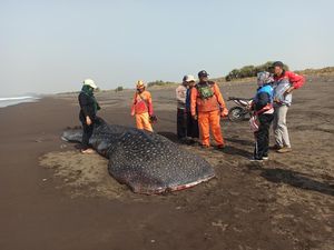 Hiu Tutul Seberat 5 Ton Terdampar Semalaman di Jember, Akhirnya Mati
