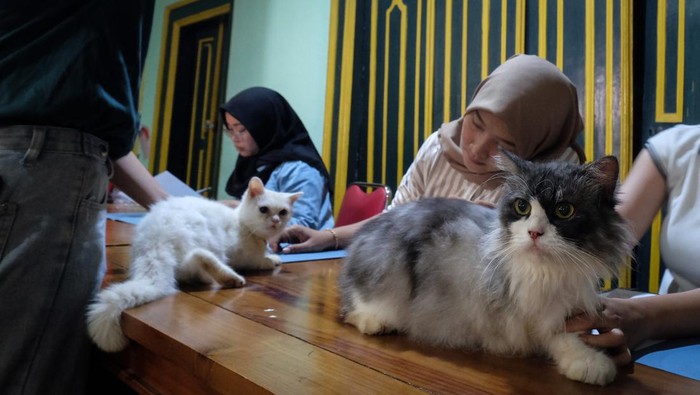 Lomba kucing difabel Dua juri memeriksa kondisi fisik kucing dalam lomba kucing difabel sehat dan kucing malas di Keprabon, Solo, Jawa Tengah, Minggu (22/9/2024). Selain sebagai ajang silaturahmi bagi para pecinta kucing, acara tersebut juga menjadi sarana edukasi bagi masyarakat agar lebih peduli terhadap keberadaan kucing difabel dan terlantar di sekitarnya. ANTARAFOTO/Maulana Surya/foc.