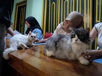 Yuk! Peduli Kucing Difabel
