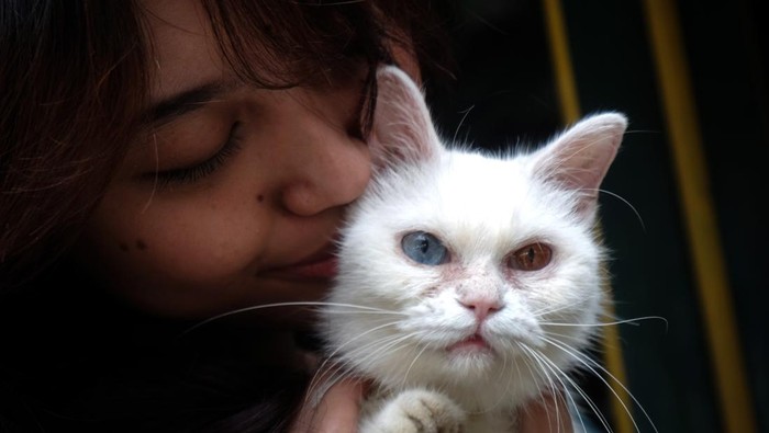 Lomba kucing difabel Dua juri memeriksa kondisi fisik kucing dalam lomba kucing difabel sehat dan kucing malas di Keprabon, Solo, Jawa Tengah, Minggu (22/9/2024). Selain sebagai ajang silaturahmi bagi para pecinta kucing, acara tersebut juga menjadi sarana edukasi bagi masyarakat agar lebih peduli terhadap keberadaan kucing difabel dan terlantar di sekitarnya. ANTARAFOTO/Maulana Surya/foc.