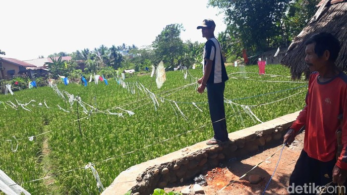 Para petani menggunakan ketapel dan memasang keprak kaleng di sawah mereka untuk mengusir hama burung di Lubuklinggau