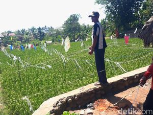 Petani di Lubuklinggau Gunakan Ketapel-Keprak Kaleng Usir Hama Burung