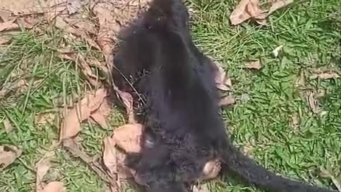 Potongan gambar kondisi lutung jawa yang tewas diduga tersengat listrik di Sukabumi