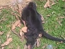 Lutung Jawa Tewas Tersengat Listrik di Sukabumi