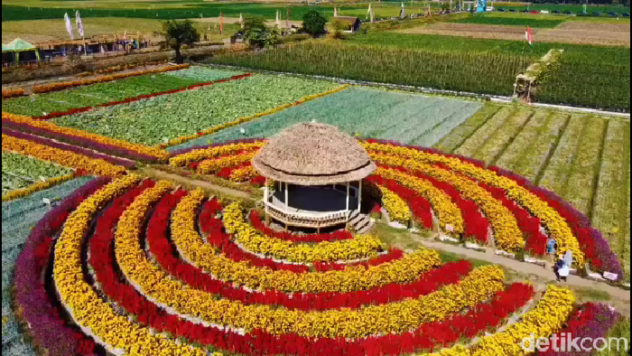 Wisata petik sayur dan berffoto hamparan bunga di Desa Kedungrejo Lumajang.