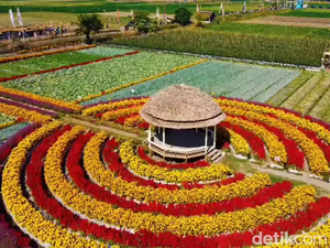 Lagi Viral di Lumajang, Wisata Kebun Bunga Marigold yang Cantik Merona