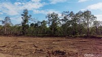 Kondisi lahan yang sudah dieksekusi untuk kemudian disulap menjadi sawah. Menurut Sekretaris Direktorat Jenderal Prasarana dan Sarana Pertanian Kementerian Pertanian (Kementan) Hermanto, lahan tersebut baru bisa ditanami padi pada Februari atau Maret tahun depan.