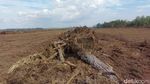Cetak Sawah di Merauke demi Kejar Swasembada Pangan