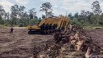 Cetak Sawah di Merauke demi Kejar Swasembada Pangan
