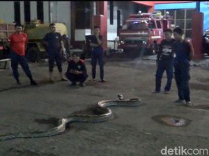 Ular Piton 7 Meter Teror Permukiman Warga di Parepare, Diduga Cari Mangsa