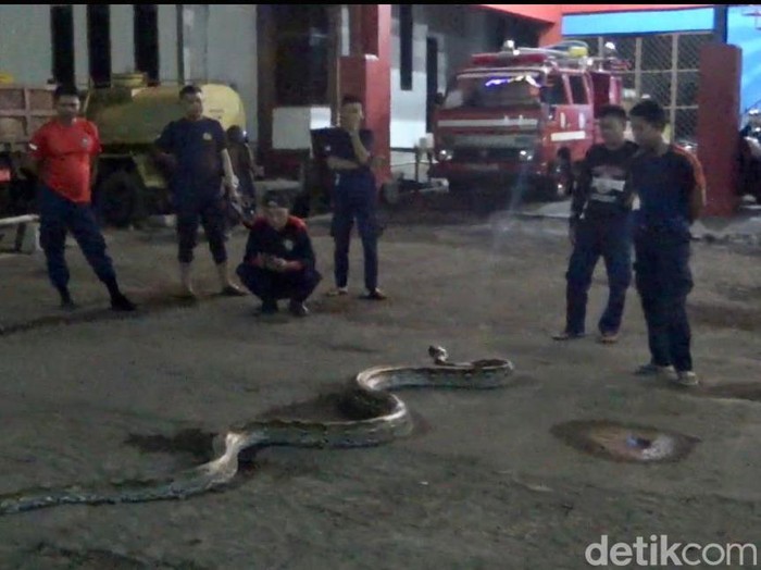 Damkar Parepare mengevakuasi ular piton berukuran 7 meter.