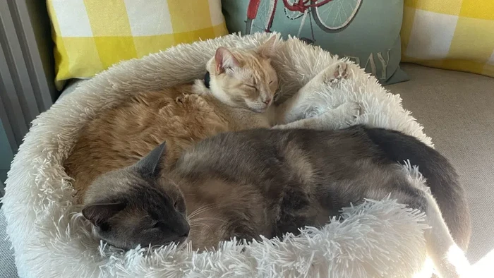Kucing hilang kembali ke rumah