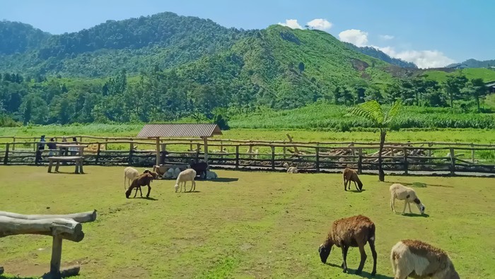 Potret Menggala Ranch Banyumas
