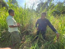 Tragedi Pawang Gajah di Bali Tewas Diinjak Hewan yang Ia Jaga