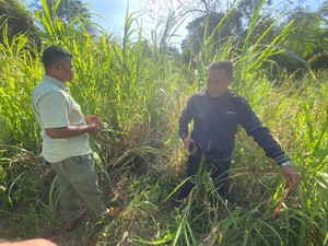 Tragis! Pawang Tewas Diserang Gajah di Gianyar