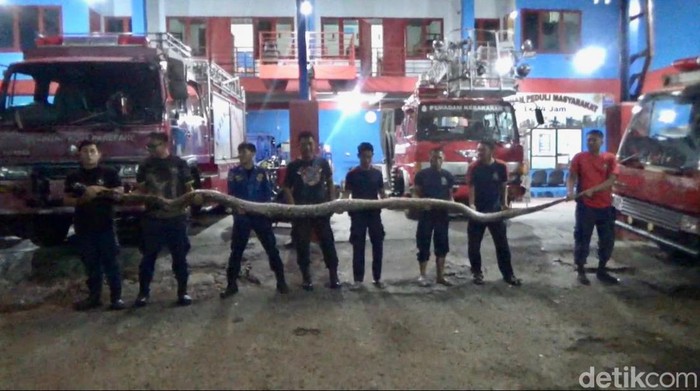 Penampakan ular piton 7 meter yang dievakuasi Damkar Parepare.