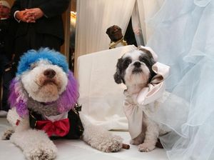 Anjing Jadi Alternatif Punya Bayi di Negara yang Angka Kelahirannya Turun