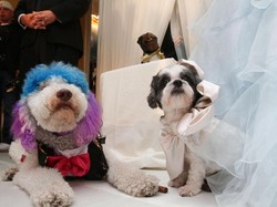 Anjing Jadi Alternatif Punya Bayi di Negara yang Angka Kelahirannya Turun