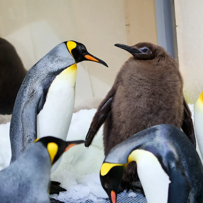 Pesto si penguin Raja