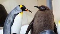 Nah, kenalan nih sama Pesto, penguin muda berukuran jumvo dari Sea Life Melbourne Aquarium. Dia memecahkan rekor sebagai anak penguin terbesar yang pernah ada di akuarium. Pesto memiliki berat badan 21 kg. (Sea Life Melbourne Aquarium)