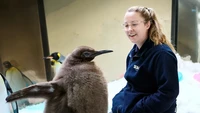Pesti, penguin muda bertubuh jumbo. Beratnya sudah setara penguin dewasa, 21 kg lho. ( Sea Life Melbourne Aquarium)