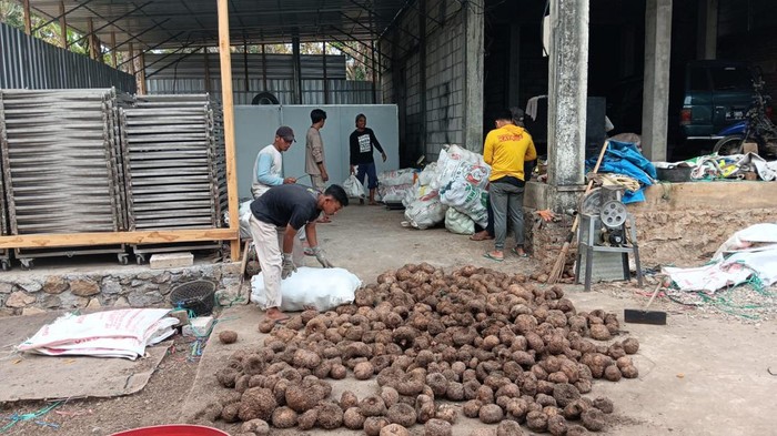 Petani porang di Madiun