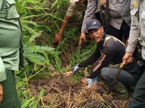 Potongan Kaki Karim yang Tewas Diserang Harimau di Lampung Ditemukan