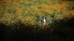 Terpesona Cantiknya Hamparan Bunga Cosmos di Seoul