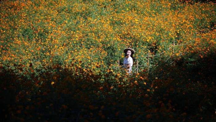 Terpesona Cantiknya Hamparan Bunga Cosmos di Seoul Bunga cosmos bermekaran di sebuah taman di Seoul, Korea Selatan. Pemandangan bunga-bunga ini tampak mempesona. Nih fotonya.