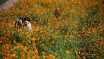 Terpesona Cantiknya Hamparan Bunga Cosmos di Seoul