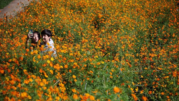 Terpesona Cantiknya Hamparan Bunga Cosmos di Seoul Bunga cosmos bermekaran di sebuah taman di Seoul, Korea Selatan. Pemandangan bunga-bunga ini tampak mempesona. Nih fotonya.