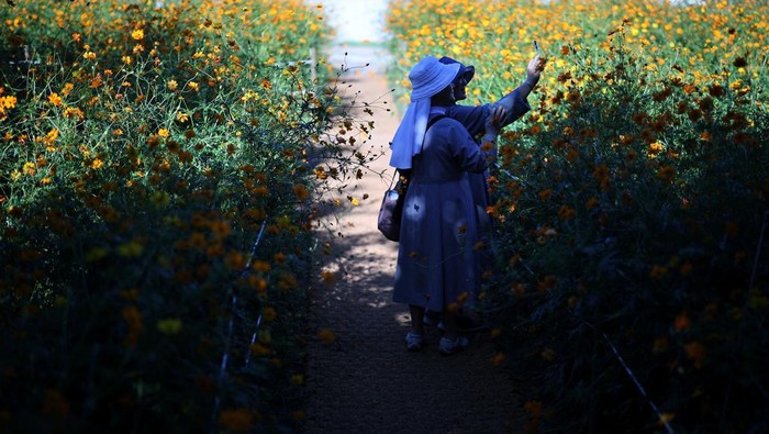 Terpesona Cantiknya Hamparan Bunga Cosmos di Seoul Bunga cosmos bermekaran di sebuah taman di Seoul, Korea Selatan. Pemandangan bunga-bunga ini tampak mempesona. Nih fotonya.