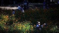 Hamparan bunga cosmos memanjakan mata para pengunjung dengan warnanya kuningnya yang cantik.  