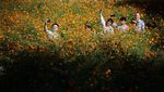 Terpesona Cantiknya Hamparan Bunga Cosmos di Seoul