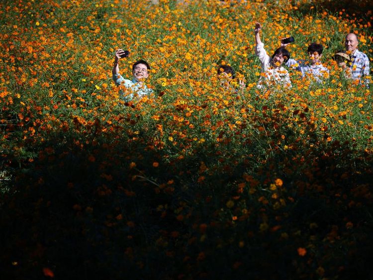Terpesona Cantiknya Hamparan Bunga Cosmos di Seoul