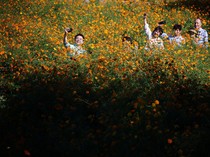 Terpesona Cantiknya Hamparan Bunga Cosmos di Seoul