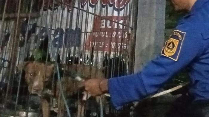 Anjing Pitbull yang serang warga di Bogor