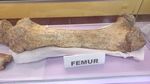 Arkeolog Peru Temukan Fosil Mastodon dari Zaman Es