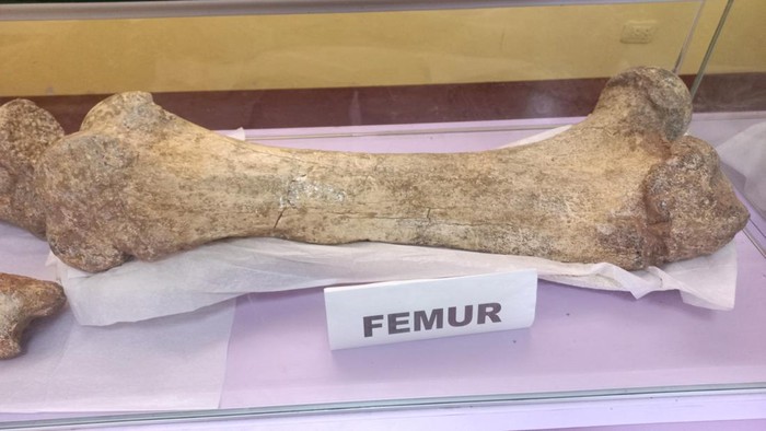 A femur from an Ice Age mastodon, believed to be between 11,000 and 12,000 years old, is shown in Chambara, Peru September 5, 2024. Museum of Natural History - UNMSM/Handout via REUTERS ATTENTION EDITORS - THIS IMAGE HAS BEEN SUPPLIED BY A THIRD PARTY NO RESALES. NO ARCHIVES. BEST QUALITY AVAILABLE