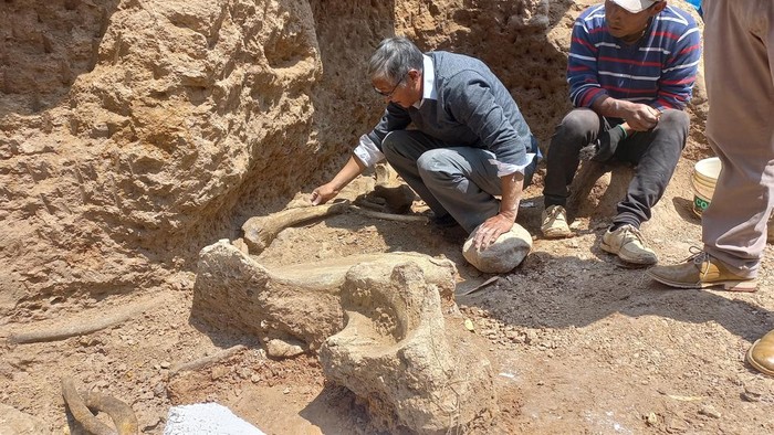 Arkeolog Peru Temukan Fosil Mastodon dari Zaman Es A femur from an Ice Age mastodon, believed to be between 11,000 and 12,000 years old, is shown in Chambara, Peru September 5, 2024. Museum of Natural History - UNMSM/Handout via REUTERS ATTENTION EDITORS - THIS IMAGE HAS BEEN SUPPLIED BY A THIRD PARTY NO RESALES. NO ARCHIVES. BEST QUALITY AVAILABLE