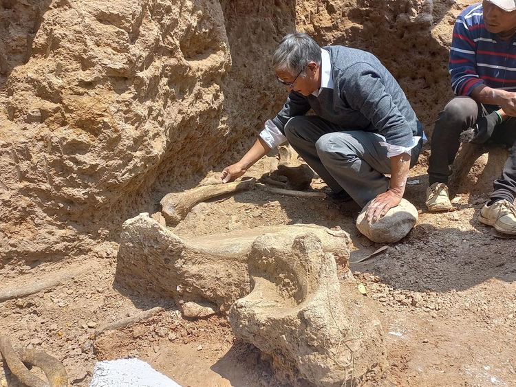Arkeolog Peru Temukan Fosil Mastodon dari Zaman Es