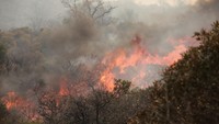 Sedikitnya 16.000 hektar hutan dan lahan ludes terbakar.