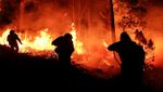 Belasan Ribu Hektar Hutan dan Lahan di Cordoba Hangus Dilalap Api