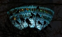 Bird Photographer of the Year 2024