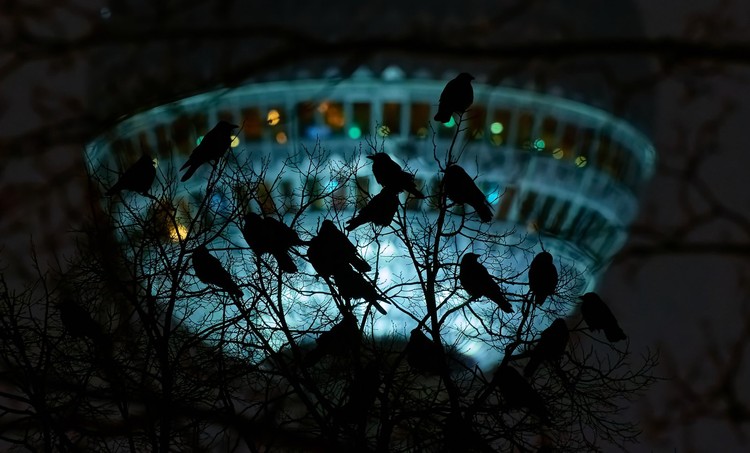 Bird Photographer of the Year 2024