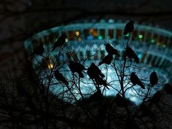 Karya Memukau Kontes Foto Burung, Ada di Indonesia