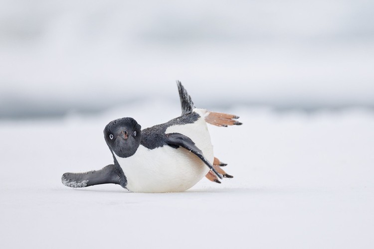Bird Photographer of the Year 2024